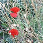 Profile Picture of Sarah Michelle Collins (@springwheatrose) on Instagram