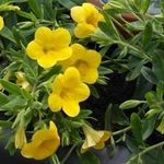 Profile Picture of Merja Haapala (@antiikkimummu) on Instagram