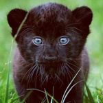 nadine serrano muñoz - Instagram Profile Picture of nadine serrano muñoz (@ney_panter) on Instagram