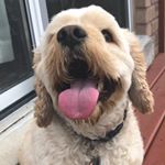 Rocky Bear - Instagram Profile Picture of Rocky Bear (@officialrockybear) on Instagram