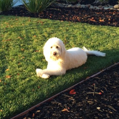 Profile Picture of NICHOLAS SAAVEDRA (@NICKSAAVEDRA) on Twitter