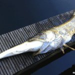 Chris Malender - Instagram Profile Picture of Chris Malender (@fisherman122) on Instagram