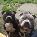 Profile Picture of Bailey & Minnie (@bailey_and_minnie_sbt) on Instagram