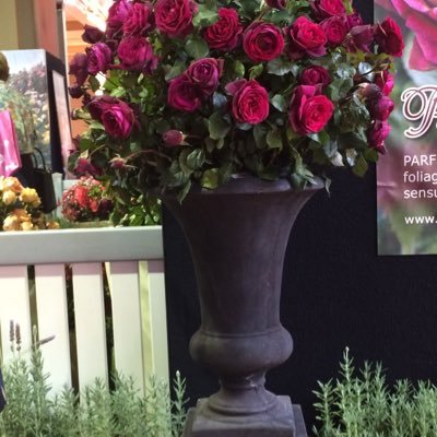 Profile Picture of Elko (@eleni_kontos) on Twitter