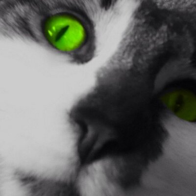 Profile Picture of Aaron Schutz (@ThatDumbFella) on Twitter