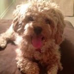 Profile Picture of Bailey 🐶 Zelda, Ripley & Ganon (@itsbaileytime) on Instagram