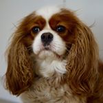 Profile Picture of Chester King 👑 (@chester_king_spaniel) on Instagram