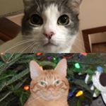 Profile Picture of Rudy+Bailey (@rudyandbaileystan) on Instagram