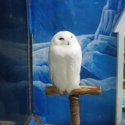 Profile Picture of Anderson Allen (@sissy7061) on Twitter