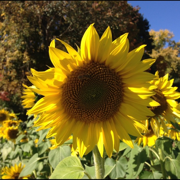 Profile Picture of Lorena Salcedo (@mangodates) on Poshmark