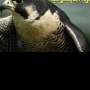 Roy Deon - Twitter Profile Picture of Roy Deon (@DeonFindnlose) on Twitter