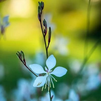 Profile Picture of الاوردة البيضاء (@faisal_alobaid) on Twitter