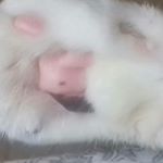 Profile Picture of Raquelle Phillips (@phillipsraquelle) on Instagram