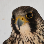 Profile Picture of Paul Domski (@ps.domski) on Flickr