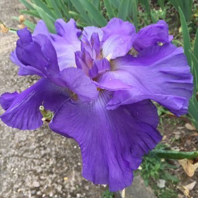 Profile Picture of Dr Trish Linton (@lintonmicro) on Twitter