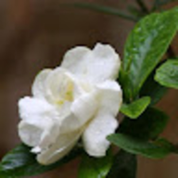 Profile Picture of Rana Ramadan (@rana79tmr) on Poshmark