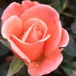 Profile Picture of Nelson brain (@nelsonbrain8971) on Instagram