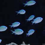 Profile Picture of character from brawl stars (@ann.kolesss) on Instagram