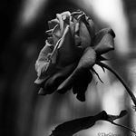 Profile Picture of ___sun___flower🌻 (@dorisslecky) on Instagram