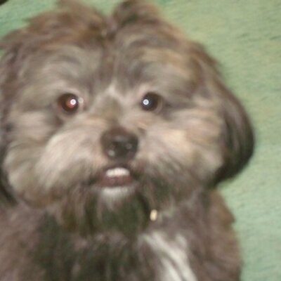 Profile Picture of Nadine Wright (@shyloja) on Twitter