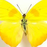 Profile Picture of Roger Albert (@rogercaiman) on Twitter