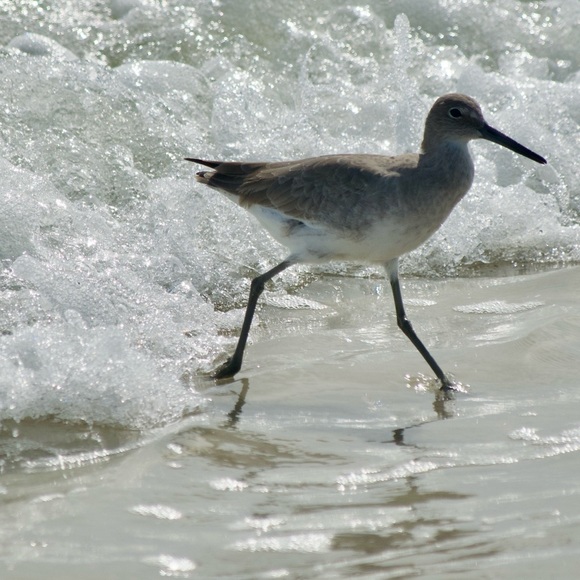 Profile Picture of Amy Lowyns (@williwawa) on Poshmark