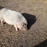 Profile Picture of rire (@richard.rehn) on Instagram