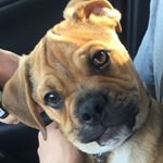 Peterson Mercier - Instagram Profile Picture of Peterson Mercier (@puppeterson) on Instagram