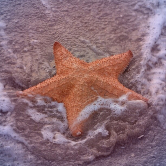 Profile Picture of Karen Lindholm (@pinksugarysand) on Poshmark