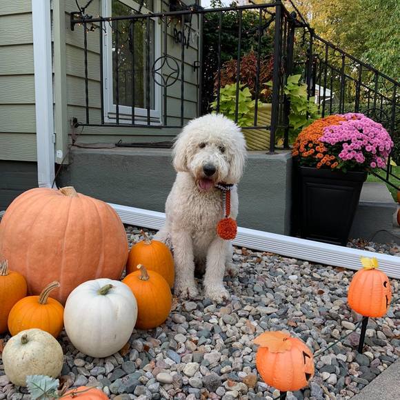 Profile Picture of Tara Pfeiffer (@tarapfeiffer) on Poshmark