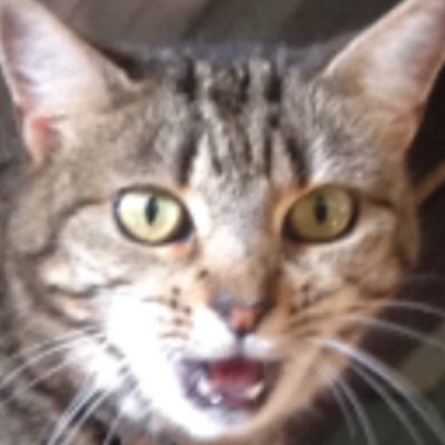 Profile Picture of Bruce Kilpatrick (@GiantCatter) on Twitter