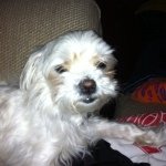 Profile Picture of Bella Calvin McClain (@bella_mcclain) on Instagram