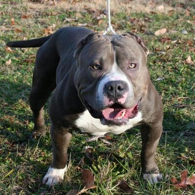 Profile Picture of Tiara Robertson (@AsiaLoveDimples) on Twitter
