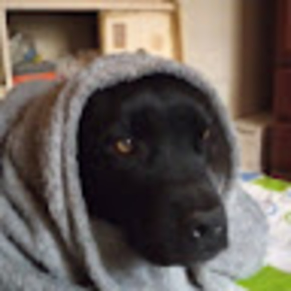 Profile Picture of Gianluca Petrozzi (@gpetrozzi) on Poshmark