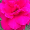 Profile Picture of Mailloux (@@mailloux) on Tiktok