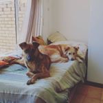 Profile Picture of Jacob & Pepper 🐕🌶 (@jacob_africanus) on Instagram