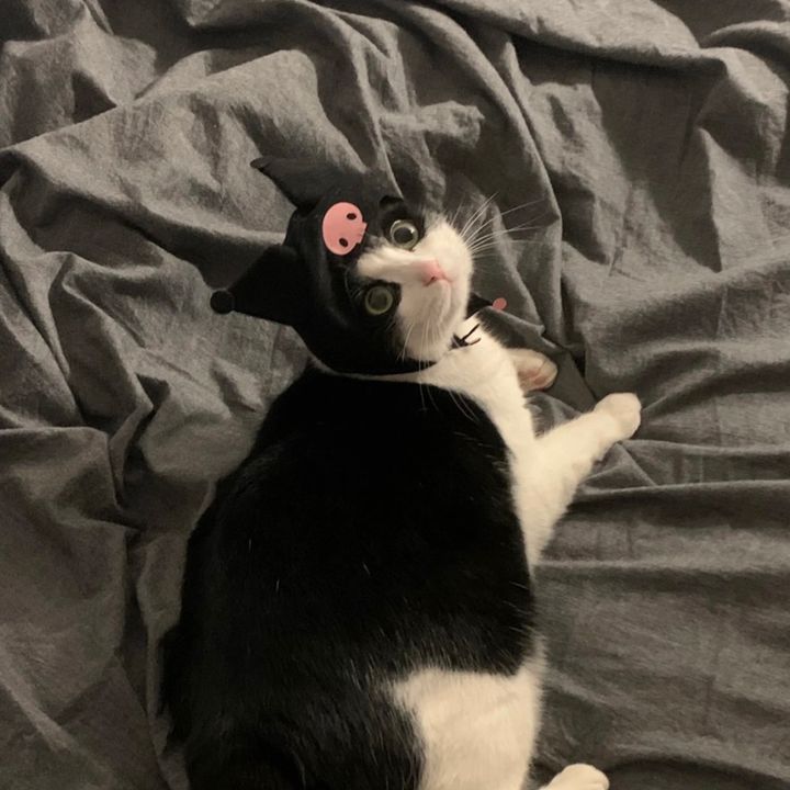 Profile Picture of 寒いのむり (@dooochang) on Tiktok
