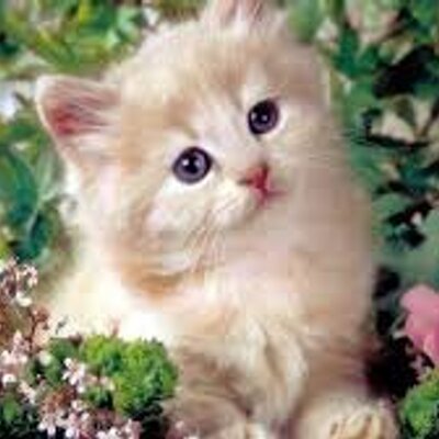 Profile Picture of Garima Pathak (@garimapathak7) on Twitter
