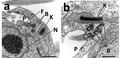 Profile Picture of Kinetoplaston Wikipedia