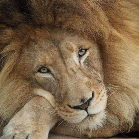 Profile Picture of John Arnold (@halfpenny) on Poshmark