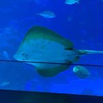 Profile Picture of Mr Sean Lee (@nygh_science_stories) on Instagram