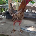 Daniel ganchozo - Instagram Profile Picture of Daniel ganchozo (@danielganchozo1) on Instagram