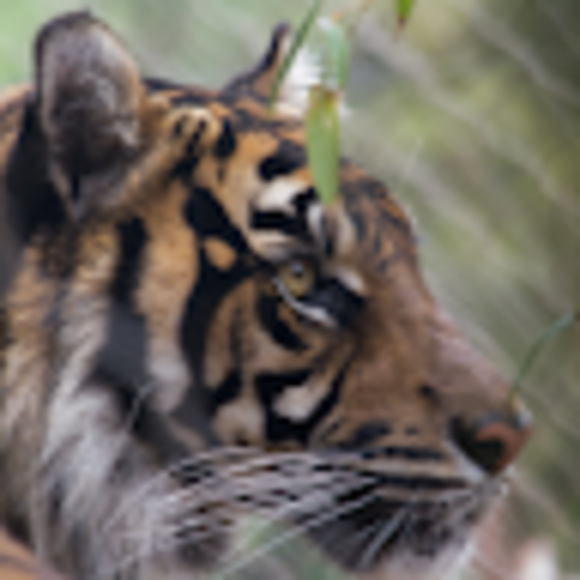 Profile Picture of Melissa Notley (@iarsma) on Poshmark