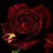 Profile Picture of Aliyah Almasmari (@aliyahalmasmari) on Pinterest