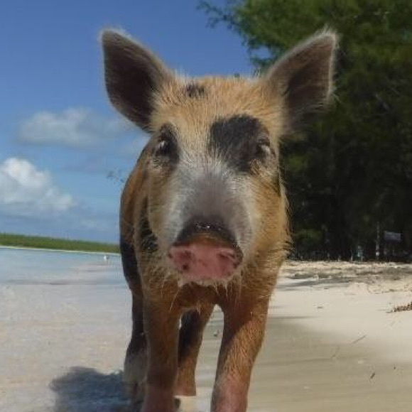 Profile Picture of Chris Falcone (@cfalcone) on Poshmark