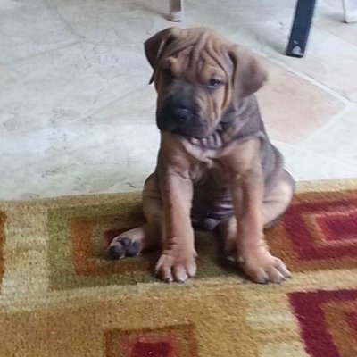 Profile Picture of Brian (@SymeBrian) on Twitter