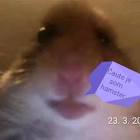Profile Picture of   Gangster nice Live on... (@gangsterboom1) on Tiktok