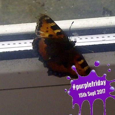 Profile Picture of Joanne Shipley (@jshipley2103) on Twitter