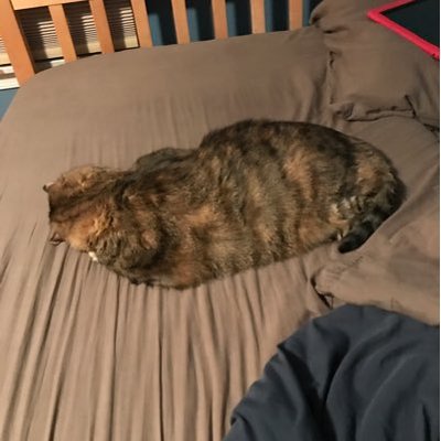 Profile Picture of Michael Tarquinio (@bigmikey307) on Twitter