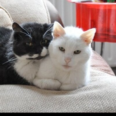Profile Picture of Donna Docherty (@strayfriend) on Twitter